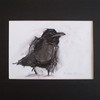 Grumpy_crow_thumb