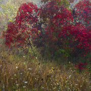 The_meadow_s_edge_card