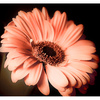 Daisey_thumb