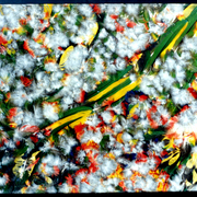 Rainbow_lorriket_feathers_card