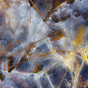 Autumn_freeze_card