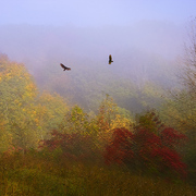 Autumn_thermals_card