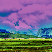 Clearing_in_the_pasture_cross_process__sm__card