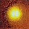The_sun_in_a_seed_thumb