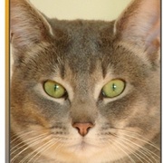 Ozz_card