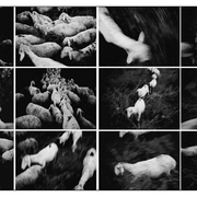 3lambs_series_card
