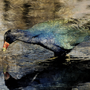 Musing_artmoz_card