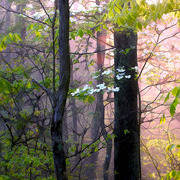 Morning_dogwood_card