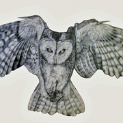 Owlpic1_card