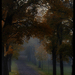 Autum_fog__square