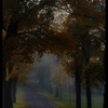 Autum_fog__thumb