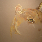 Tiger_eyes_card