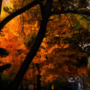 Dsc04639ap3_card