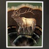 Elkbugle_thumb