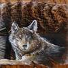 Wolffeatherresize_thumb