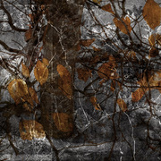 Winter_browns_card