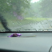 Lonely_flower_card