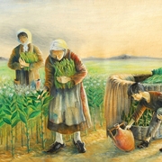 Berenje_tutun_card