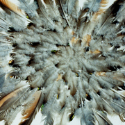 Hawk_feathers_card