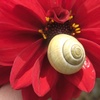 Hpim3843_thumb