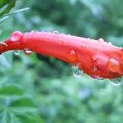 Morning_rain_card