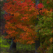 Red_maple_card