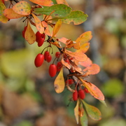 Photos_1_002_card