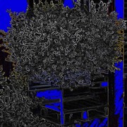 Tree_and_house_1_card