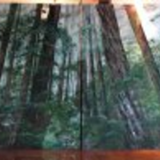 Forest_card