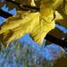 Jesie_2009_019_square
