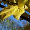Jesie_2009_019_thumb