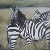 Zebra_thumb