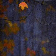 Autumn_finale_card