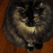 Dsc00224a_card