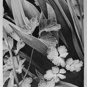 Kampf-ums-licht_ii_web_card