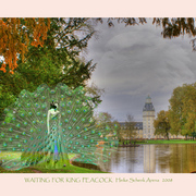 Waiting_for_king_peacock_cart_card