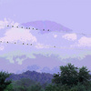 47birds_on_the_line_thumb