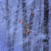 Winter_days_card