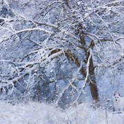 Snowbound_card