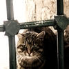 Kedi_thumb