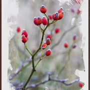 Fall_briers_card
