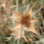 Sun_dried_sea_holly_close-up_caretta_card