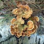 Fungus_on_dead_branch2_card