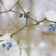 Winter_promiise_card