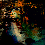Dsc00258_ducks_card
