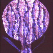 Plate_card