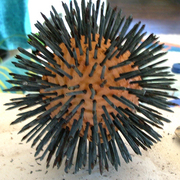 Earth_urchin_card