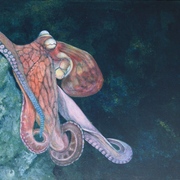 Octokl2_card