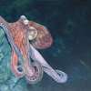 Octokl2_thumb