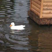 Img_1184_card